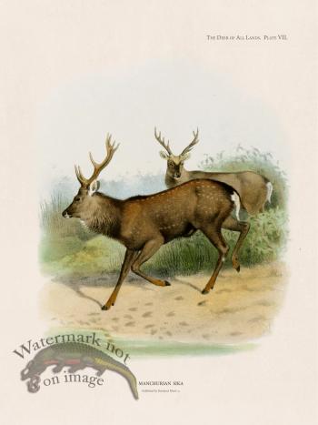 Lydekker Deer 07
